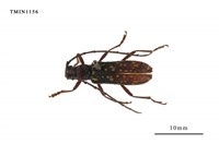 藏品(黃星姬山天牛)的圖片